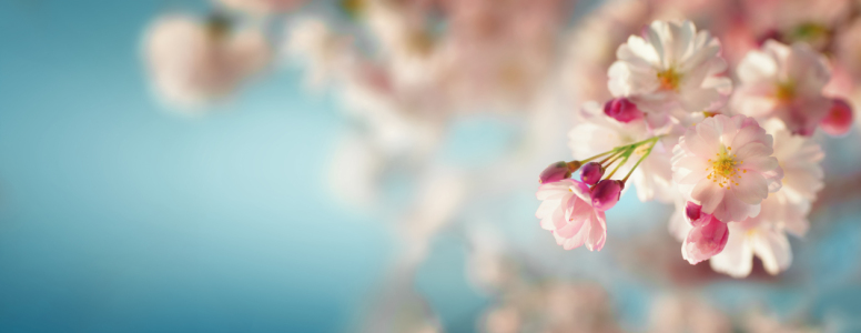 Bild-Nr: 12883419 Kirschblüten auf hellblauem Hintergrund Erstellt von: Smileus