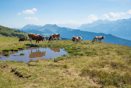 Bild-Nr: 12883746 Kühe am Niederhorn Erstellt von: SusaZoom