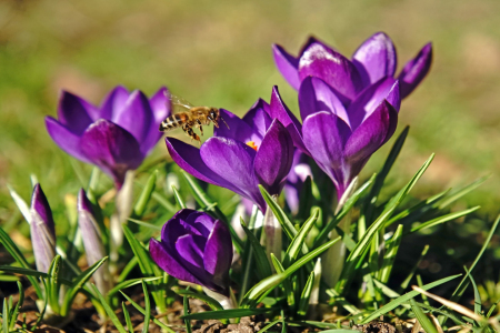 Bild-Nr: 12889582 Honigbiene Erstellt von: Ostfriese