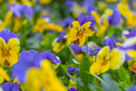 Bild-Nr: 12891043 Stiefmütterchen - Viola wittrockiana Erstellt von: Sandra Höfer