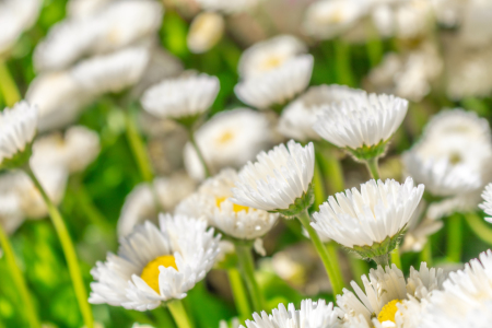 Bild-Nr: 12891068 Bellis Perennis - Gänseblümchen Erstellt von: Sandra Höfer
