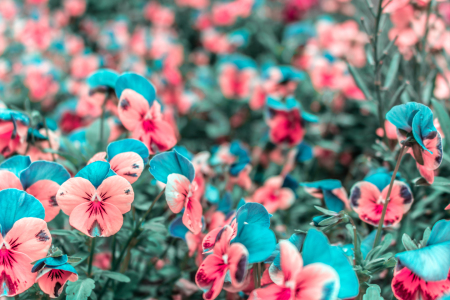 Bild-Nr: 12891158 Stiefmütterchen - Viola wittrockiana Erstellt von: Sandra Höfer