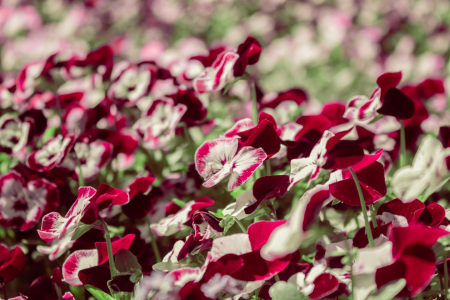Bild-Nr: 12891230 Stiefmütterchen - Viola wittrockiana Erstellt von: Sandra Höfer