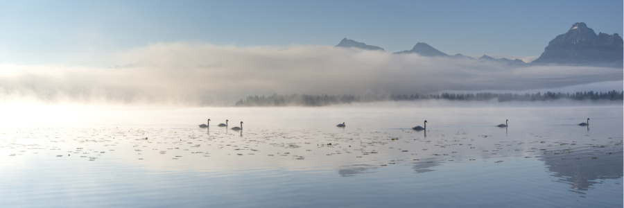 Bild-Nr: 12893124 Schwäne im Licht des neuen Tages Erstellt von: Walter G. Allgöwer