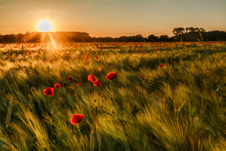 Bild-Nr: 12893750 Leuchtender Mohn im Gerstenfeld Erstellt von: Ursula Reins