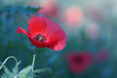 Bild-Nr: 12894895 Summertime Erstellt von: youhaveadream