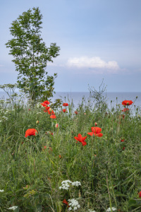 Bild-Nr: 12895817 Sommer am Meer Erstellt von: Ursula Reins