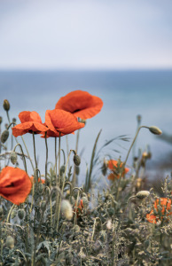 Bild-Nr: 12895928 Mohnblumen an der Ostsee Erstellt von: Ursula Reins
