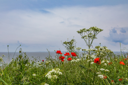 Bild-Nr: 12895929 Sommerblüten am Meer Erstellt von: Ursula Reins