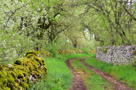 Bild-Nr: 12896188 Frühlingsweg Erstellt von: GUGIGEI