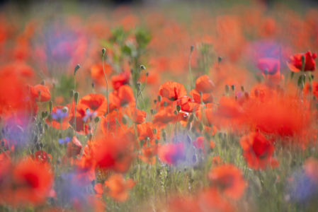 Bild-Nr: 12897131 Klatschmohn Blüte an einem Sommertag Erstellt von: Tanja Riedel