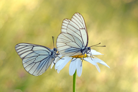 Bild-Nr: 12897718 Baumweißlinge Erstellt von: GUGIGEI