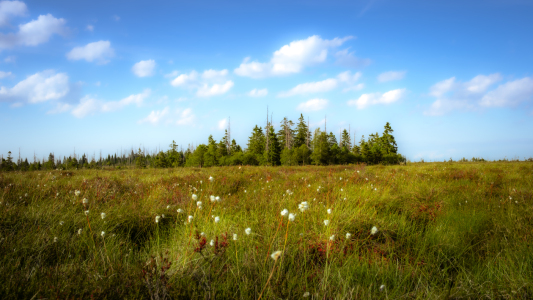 Bild-Nr: 12898359 Wandern beim Torfhausmoor  Erstellt von: Steffen Henze