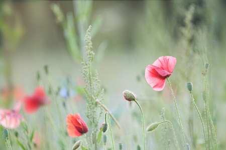 Bild-Nr: 12900426 Mohn  Erstellt von: boegau-photography