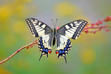 Bild-Nr: 12900788 Schwalbenschwanz Erstellt von: GUGIGEI