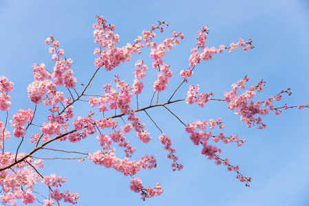 Bild-Nr: 12900818 Kirschblütenzweig Erstellt von: SusaZoom