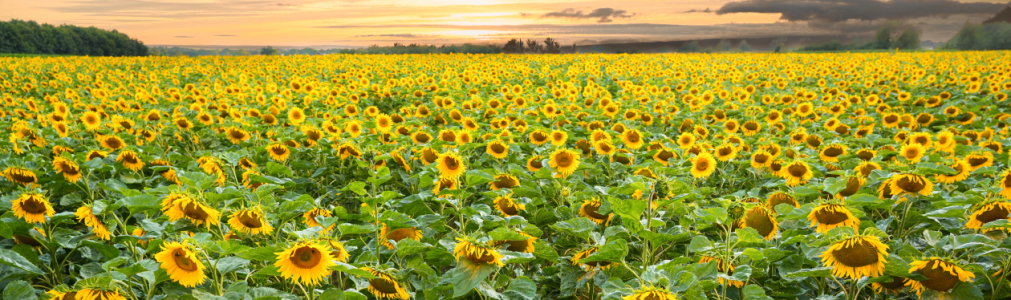 Bild-Nr: 12900957 Ein Bad in Sonnenblumen Erstellt von: boegau-photography