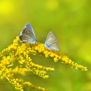 Bild-Nr: 12901166 Schmetterlinge Erstellt von: Atteloi