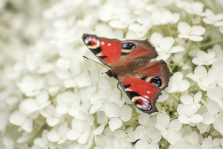 Bild-Nr: 12901274 Bunt auf Weiss Erstellt von: PhotoMah