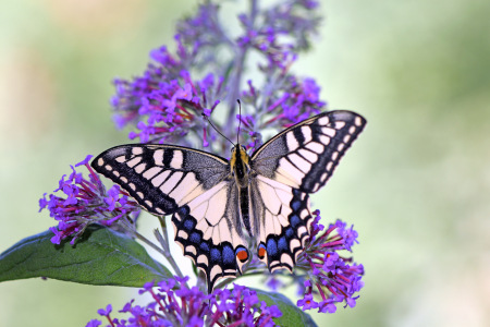 Bild-Nr: 12901694 Schwalbenschwanz Erstellt von: GUGIGEI