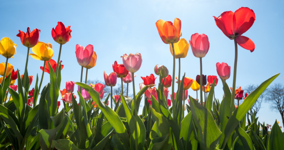 Bild-Nr: 12901814 Tulpen im Gegenlicht Erstellt von: SusaZoom
