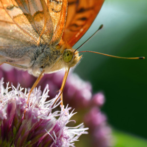 Bild-Nr: 12902042 Schmetterling Erstellt von: Atteloi