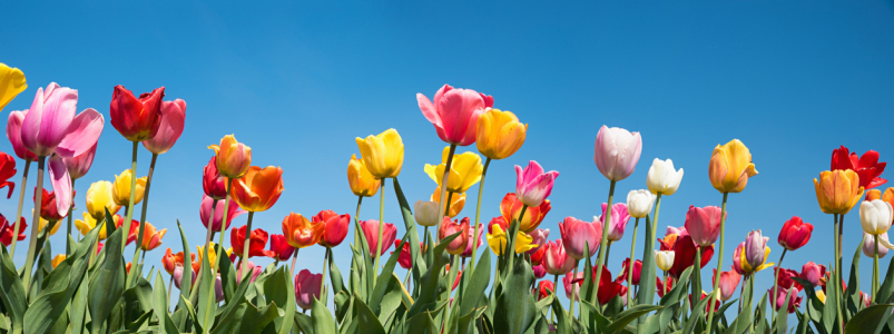 Bild-Nr: 12902520 Bunte Tulpen Erstellt von: SusaZoom