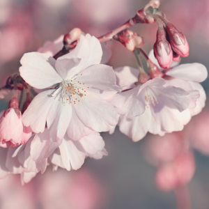 Bild-Nr: 12902832 Kirschblüten Erstellt von: Atteloi