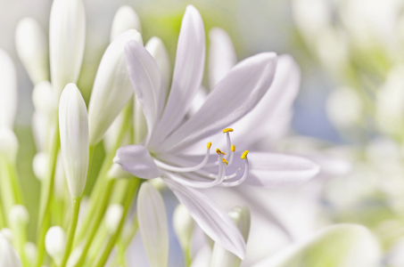 Bild-Nr: 12903029 Agapanthus Erstellt von: Atteloi