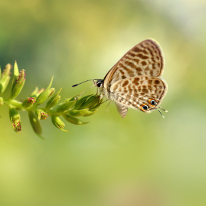 Bild-Nr: 12903751 Kleiner Wanderbläuling Erstellt von: Atteloi