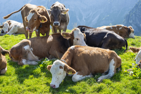 Bild-Nr: 12905288 Allgäuer Kühe auf Sommerfrische Erstellt von: Walter G. Allgöwer