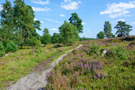 Bild-Nr: 12905541 Beginnende Heideblüte im Büsenbachtal Erstellt von: Gisela Scheffbuch
