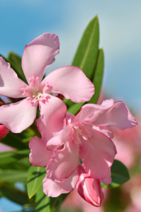 Bild-Nr: 12914549 Oleander Erstellt von: Atteloi