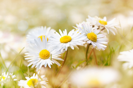 Bild-Nr: 12914590 Gänseblümchen Bokeh Erstellt von: SusaZoom