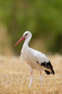 Bild-Nr: 12914596 Storch auf Stoppelfeld Erstellt von: DirkR