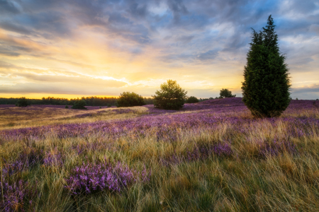 Bild-Nr: 12914697 Sonnenaufgang in der Lüneburger Heide Erstellt von: Daniela Beyer