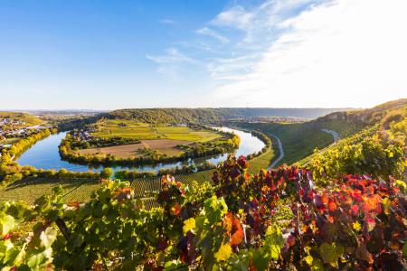 Bild-Nr: 12915242 Weinberge und die Neckarschleife bei Mundelsheim Erstellt von: dieterich
