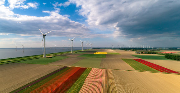 Bild-Nr: 12927818 Tulpenfeld in Holland Erstellt von: Achim Thomae
