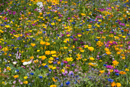 Bild-Nr: 12940902 Blumen 2 Erstellt von: danielschoenen