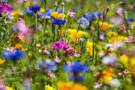 Bild-Nr: 12940903 Blumen 3 Erstellt von: danielschoenen