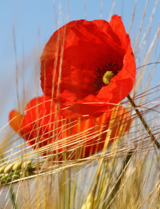 Bild-Nr: 9697944 Mohn im Morgenlicht II Erstellt von: Uwe Fuchs