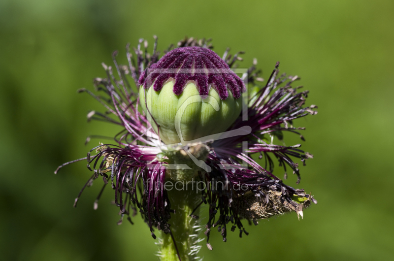 frei w&auml;hlbarer Bildausschnitt f&uuml;r Ihr Bild auf Mousepad
