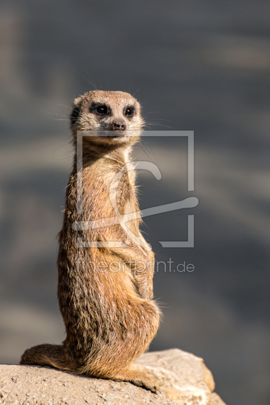 frei w&auml;hlbarer Bildausschnitt f&uuml;r Ihr Bild auf Mousepad