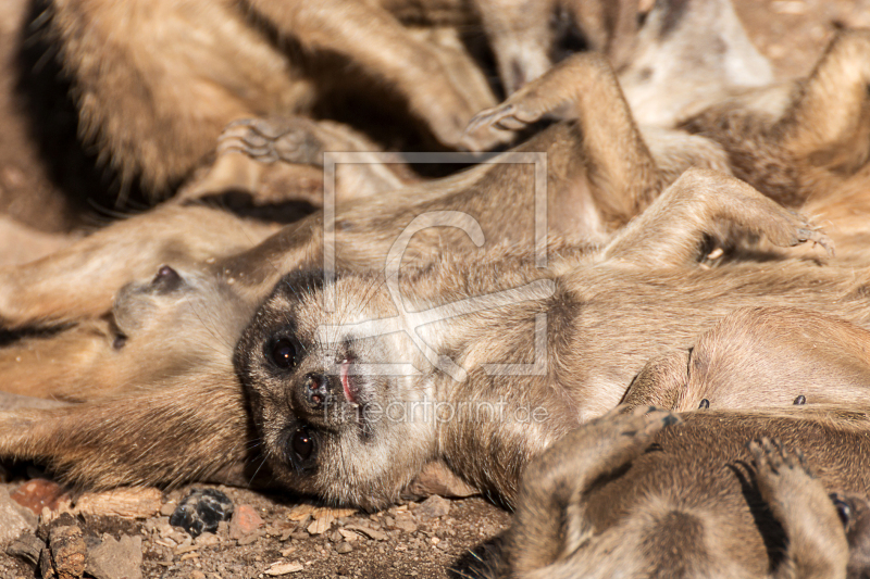 frei w&auml;hlbarer Bildausschnitt f&uuml;r Ihr Bild auf Mousepad