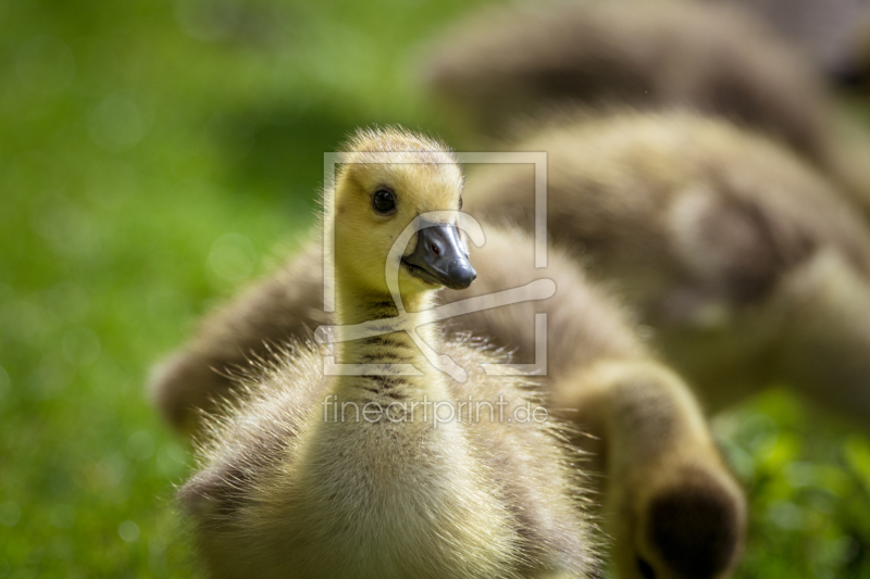 frei wählbarer Bildausschnitt für Ihr Bild auf Mousepad