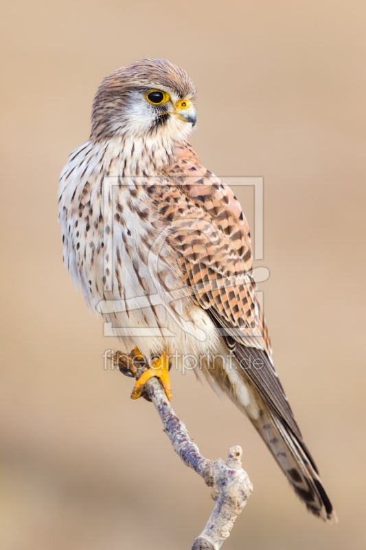 frei w&auml;hlbarer Bildausschnitt f&uuml;r Ihr Bild auf Mousepad