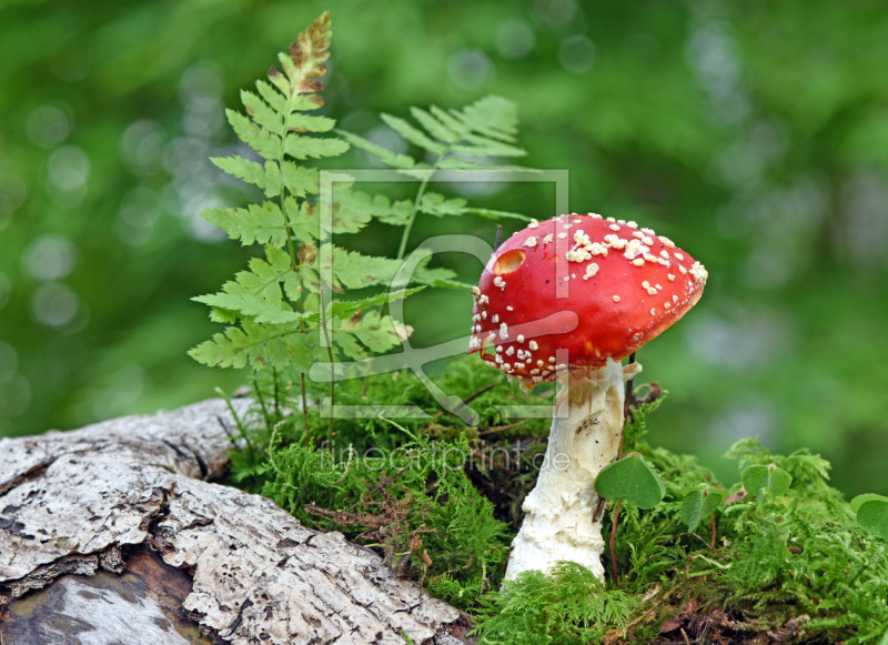 frei w&auml;hlbarer Bildausschnitt f&uuml;r Ihr Bild auf Mousepad