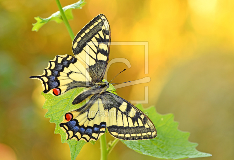 frei w&auml;hlbarer Bildausschnitt f&uuml;r Ihr Bild auf Mousepad