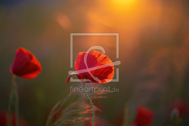 frei w&auml;hlbarer Bildausschnitt f&uuml;r Ihr Bild auf Mousepad