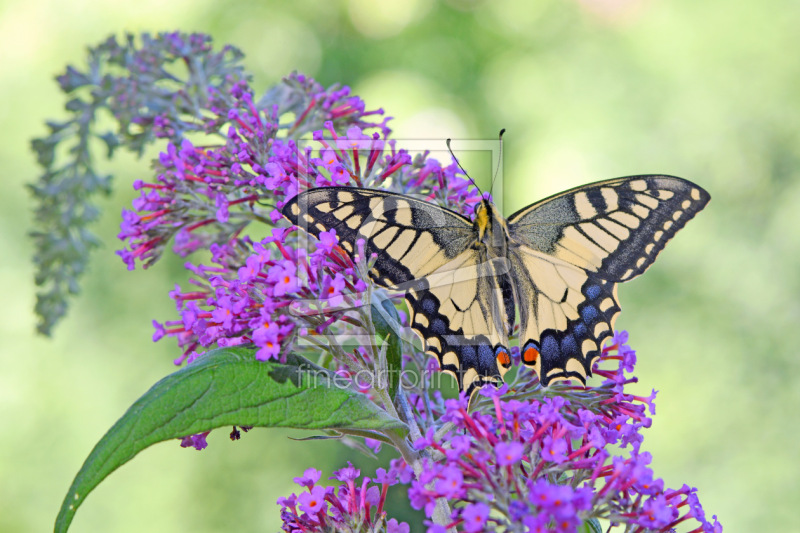 frei w&auml;hlbarer Bildausschnitt f&uuml;r Ihr Bild auf Mousepad